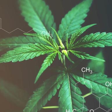 What happens when you take the cannabinoids out of cannabis?