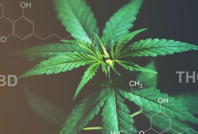 What happens when you take the cannabinoids out of cannabis?