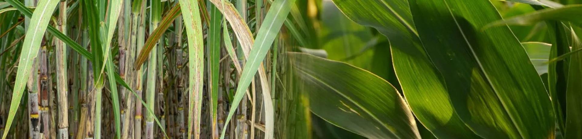 Sugar-cane vs corn ethanol