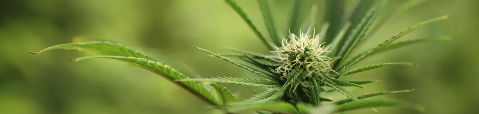 What’s going on inside your body when you consume THC/CBD (and why you should care)