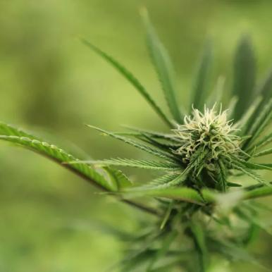 What’s going on inside your body when you consume THC/CBD (and why you should care)