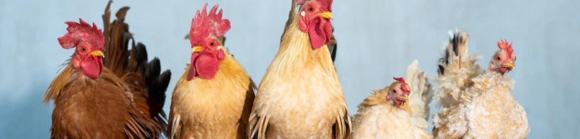 Using Ethanol to Prevent the Bird Flu