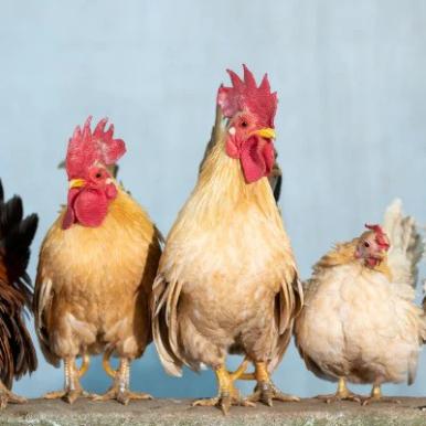 Using Ethanol to Prevent the Bird Flu