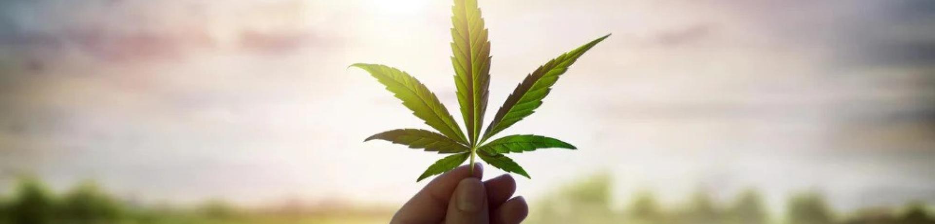 History of Cannabis and Modern Medicinal Use of CBD