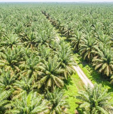Inc. Magazine: Palm Oil and Environmental Responsibility