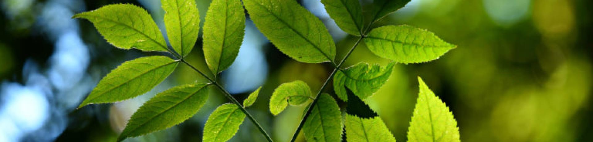 Organic, Natural, and Nontoxic