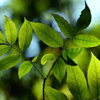 Organic, Natural, and Nontoxic