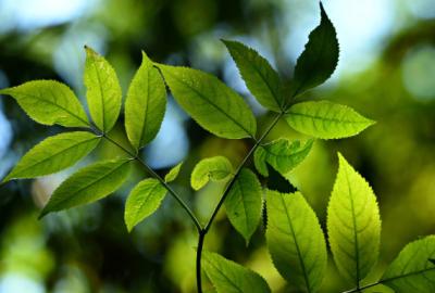 Organic, Natural, and Nontoxic