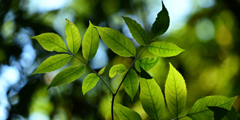 plant-based-natural.webp__PID:a1bd80b7-4707-4ef9-8107-f8dd5296395c